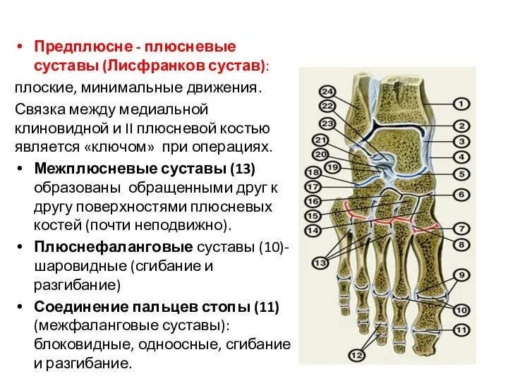 Предплюсне - плюсневые суставы (Лисфранков сустав): плоские, минимальные движения. Связка между медиальной