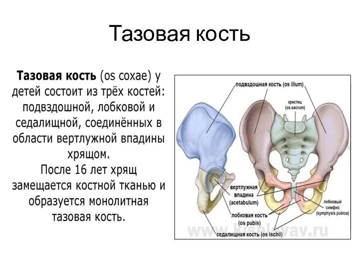 Тазовая кость