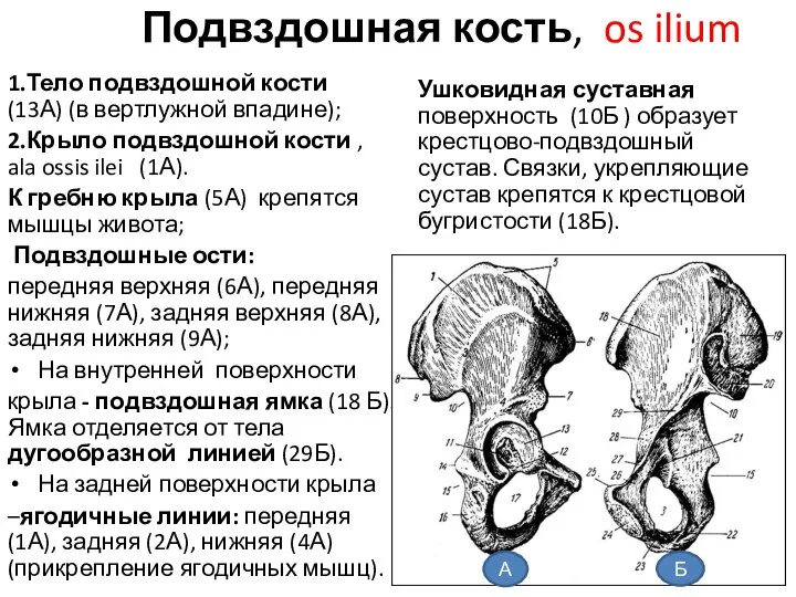 Подвздошная кость, os ilium 1.Тело подвздошной кости (13А) (в вертлужной впадине); 2.Крыло