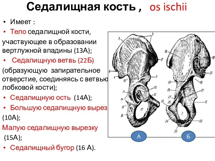 Седалищная кость , os ischii Имеет : Тело седалищной кости, участвующее в