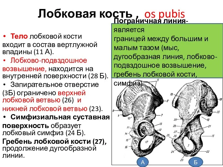 Лобковая кость , os pubis Тело лобковой кости входит в состав вертлужной