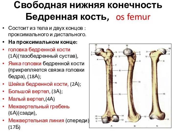 Свободная нижняя конечность Бедренная кость, os femur Состоит из тела и двух