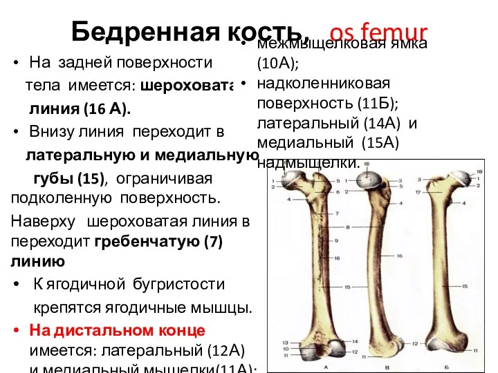 Бедренная кость, os femur На задней поверхности тела имеется: шероховатая линия (16