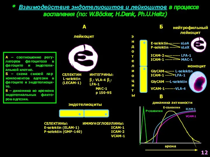 * Взаимодействие эндотелиоцитов и лейкоцитов в процессе воспаления (по: W.Böcker, H.Denk, Ph.U.Heitz)