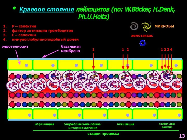 * Краевое стояние лейкоцитов (по: W.Böcker, H.Denk, Ph.U.Heitz) 1 базальная мембрана эндотелиоцит