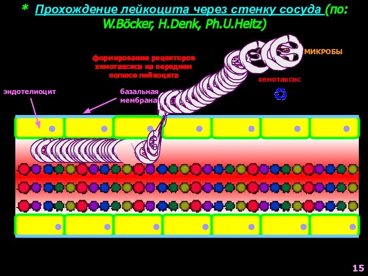 * Прохождение лейкоцита через стенку сосуда (по: W.Böcker, H.Denk, Ph.U.Heitz) базальная мембрана