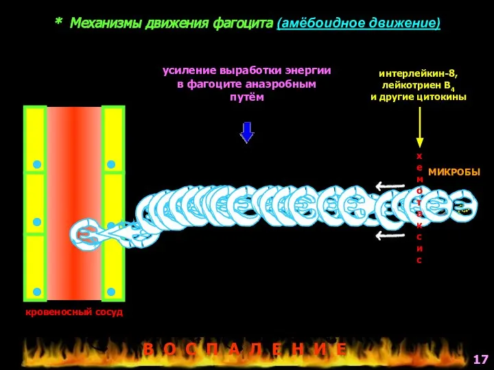 * Механизмы движения фагоцита (амёбоидное движение) МИКРОБЫ кровеносный сосуд интерлейкин-8, лейкотриен В4