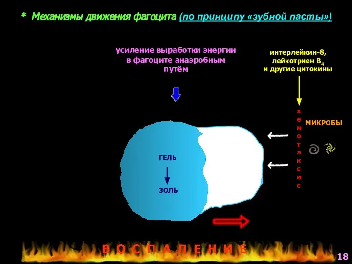 * Механизмы движения фагоцита (по принципу «зубной пасты») МИКРОБЫ х е м