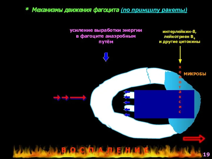 * Механизмы движения фагоцита (по принципу ракеты) МИКРОБЫ интерлейкин-8, лейкотриен В4 и