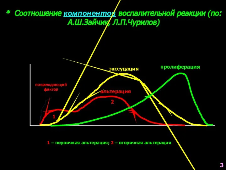 * Соотношение компонентов воспалительной реакции (по: А.Ш.Зайчик, Л.П.Чурилов) 1 – первичная альтерация;