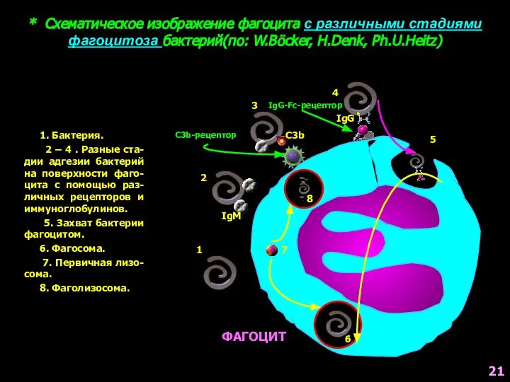 * Схематическое изображение фагоцита с различными стадиями фагоцитоза бактерий(по: W.Böcker, H.Denk, Ph.U.Heitz)