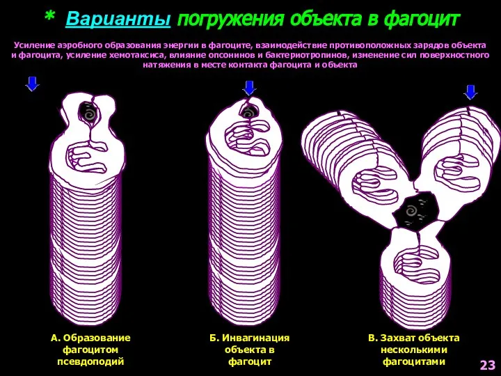 * Варианты погружения объекта в фагоцит А. Образование фагоцитом псевдоподий Б. Инвагинация