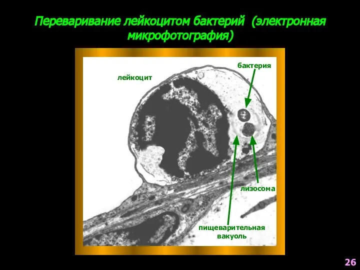 Переваривание лейкоцитом бактерий (электронная микрофотография) лейкоцит бактерия лизосома пищеварительная вакуоль 26