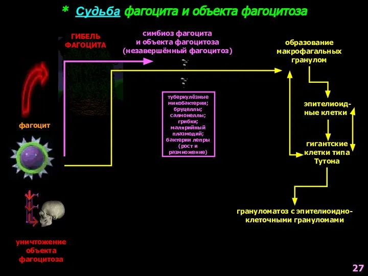 * Судьба фагоцита и объекта фагоцитоза фагоцит уничтожение объекта фагоцитоза ГИБЕЛЬ ФАГОЦИТА