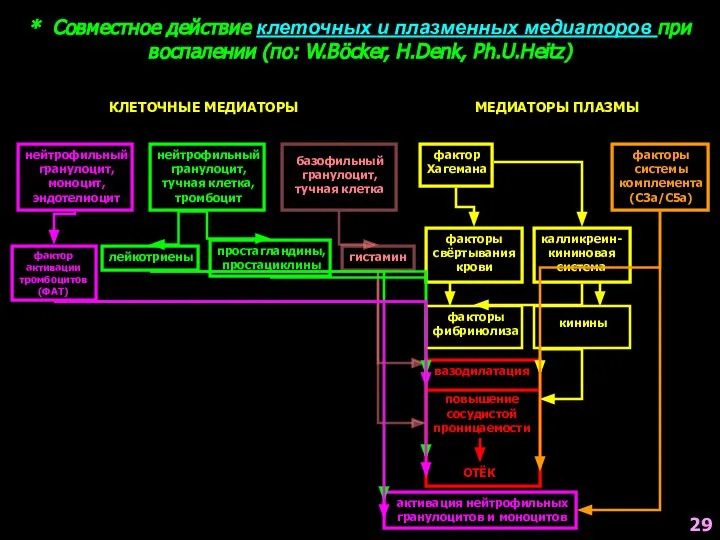 * Совместное действие клеточных и плазменных медиаторов при воспалении (по: W.Böcker, H.Denk,