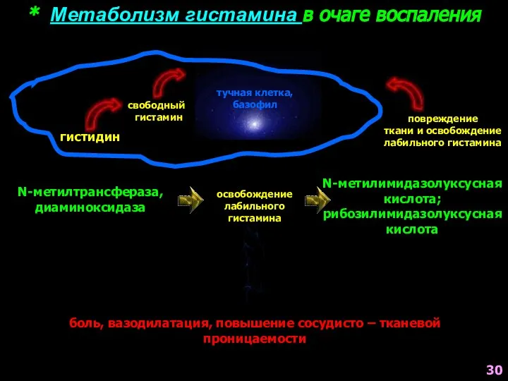 * Метаболизм гистамина в очаге воспаления тучная клетка, базофил гистидин свободный гистамин