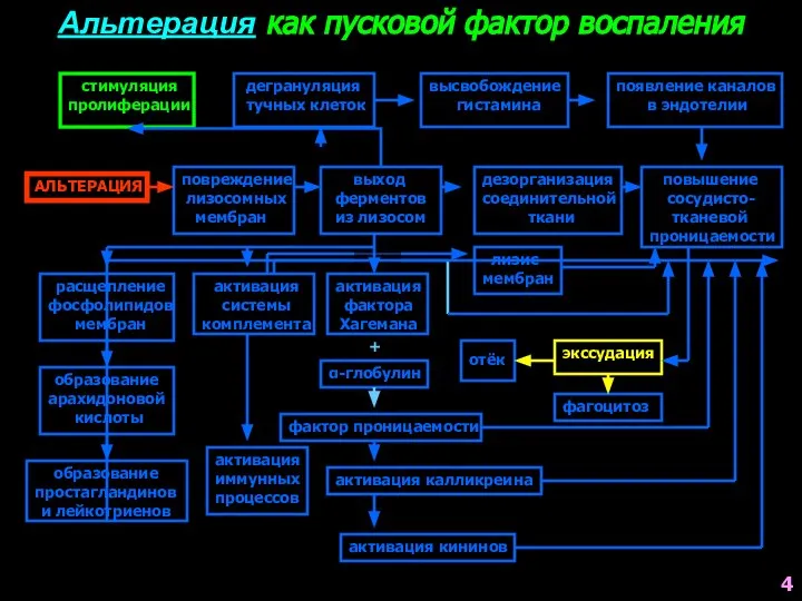 стимуляция пролиферации высвобождение гистамина дегрануляция тучных клеток появление каналов в эндотелии АЛЬТЕРАЦИЯ