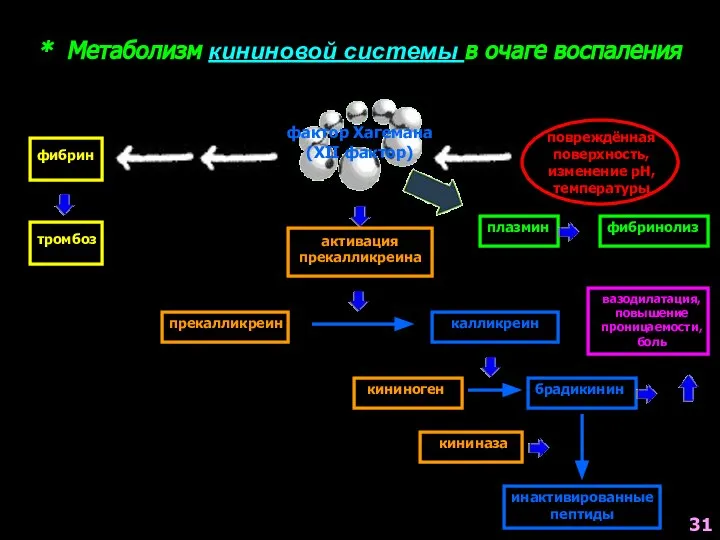 * Метаболизм кининовой системы в очаге воспаления фактор Хагемана (XII фактор) фибрин