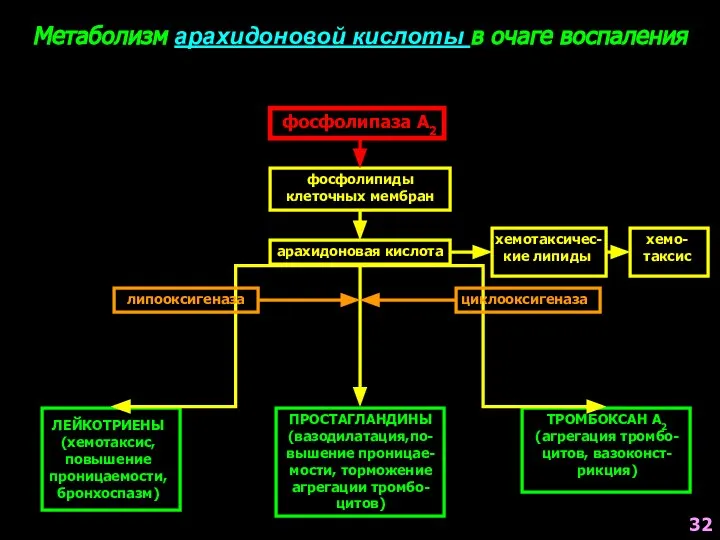 Метаболизм арахидоновой кислоты в очаге воспаления фосфолипаза А2 фосфолипиды клеточных мембран арахидоновая