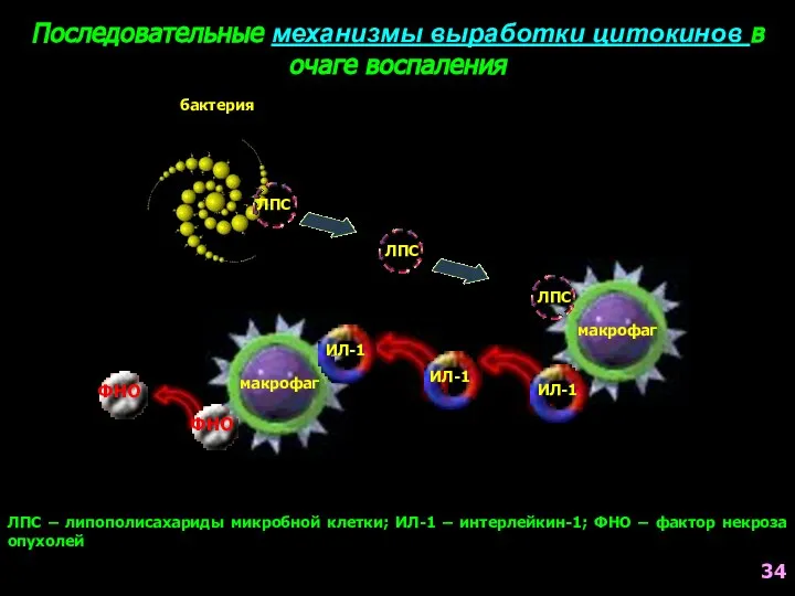 Последовательные механизмы выработки цитокинов в очаге воспаления бактерия ЛПС ЛПС – липополисахариды