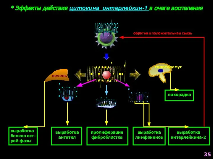 * Эффекты действия цитокина интерлейкин-1 в очаге воспаления макрофаг интерлейкин-1 печень гипоталамус