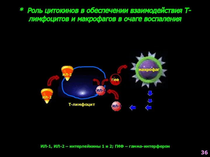 * Роль цитокинов в обеспечении взаимодействия Т-лимфоцитов и макрофагов в очаге воспаления