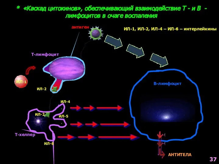 * «Каскад цитокинов», обеспечивающий взаимодействие Т - и В - лимфоцитов в