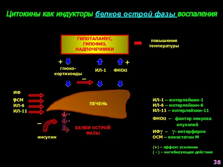 Цитокины как индукторы белков острой фазы воспаления ПЕЧЕНЬ ИЛ-1 – интерлейкин-1 ИЛ-6