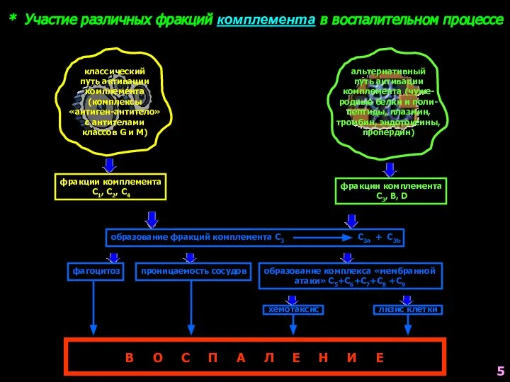 * Участие различных фракций комплемента в воспалительном процессе альтернативный путь активации комплемента