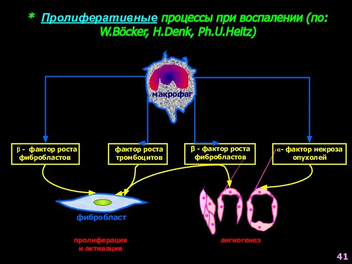 * Пролиферативные процессы при воспалении (по: W.Böcker, H.Denk, Ph.U.Heitz) β - фактор