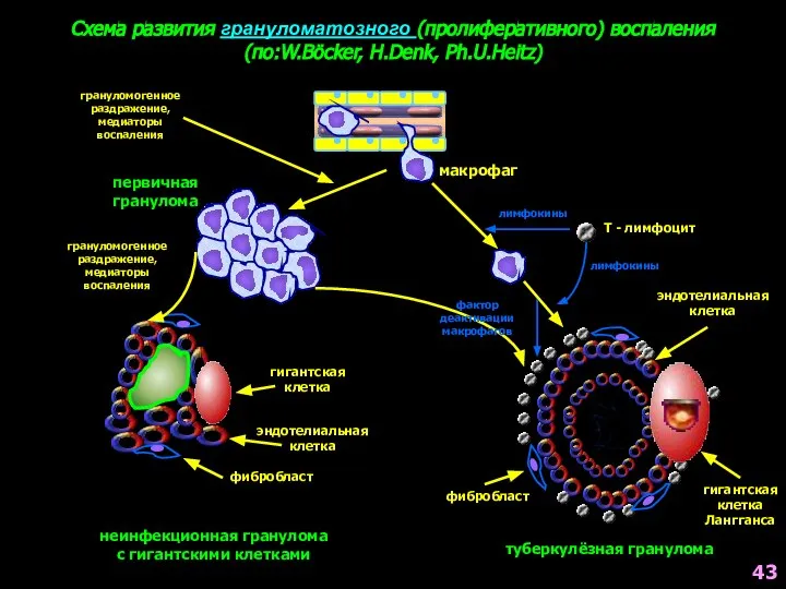 эндотелиальная клетка гигантская клетка Лангганса фибробласт туберкулёзная гранулома эндотелиальная клетка фибробласт гигантская