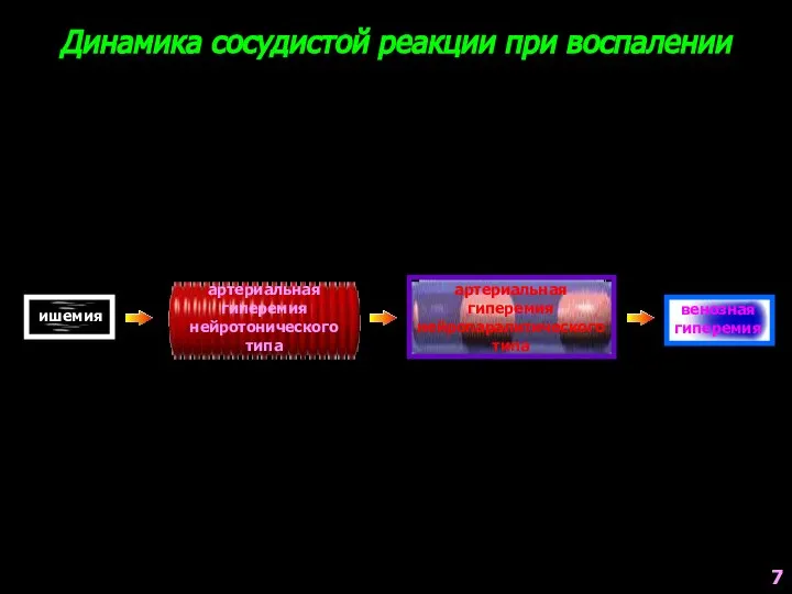 Динамика сосудистой реакции при воспалении ишемия артериальная гиперемия нейротонического типа артериальная гиперемия