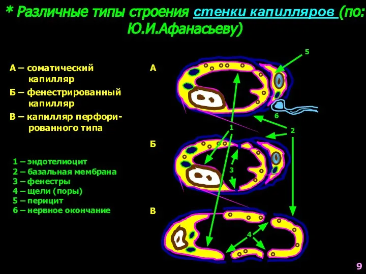 * Различные типы строения стенки капилляров (по: Ю.И.Афанасьеву) А А – соматический