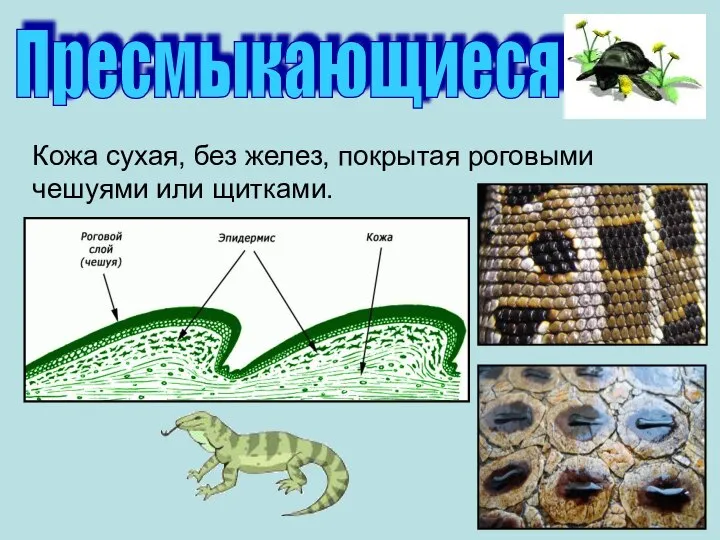 Характеристика кожи пресмыкающихся