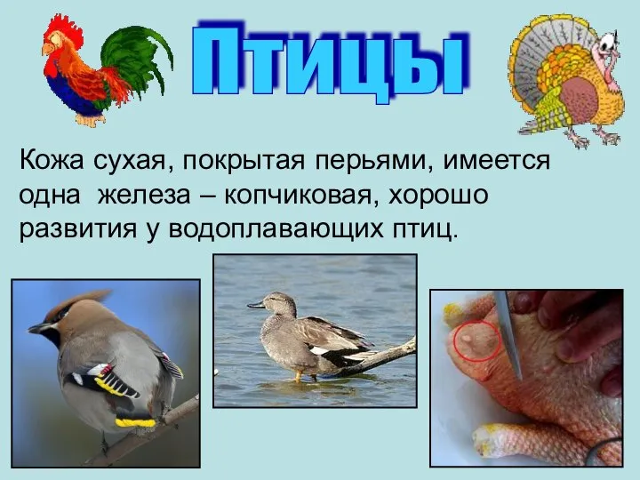 Птицы Кожа сухая, покрытая перьями, имеется одна железа – копчиковая, хорошо развития у водоплавающих птиц.