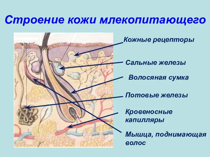 Строение кожи млекопитающего Кожные рецепторы Мышца, поднимающая волос Кровеносные капилляры Потовые железы Волосяная сумка Сальные железы