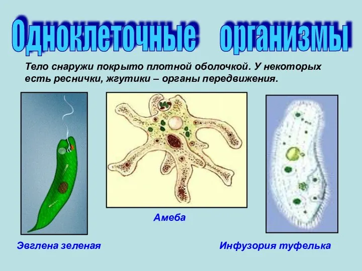 Одноклеточные организмы Эвглена зеленая Инфузория туфелька Амеба Тело снаружи покрыто плотной оболочкой.