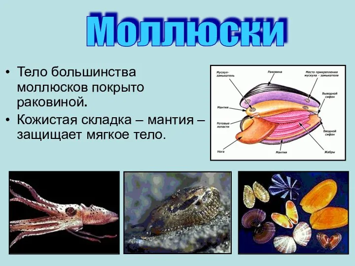 Тело большинства моллюсков покрыто раковиной. Кожистая складка – мантия – защищает мягкое тело. Моллюски