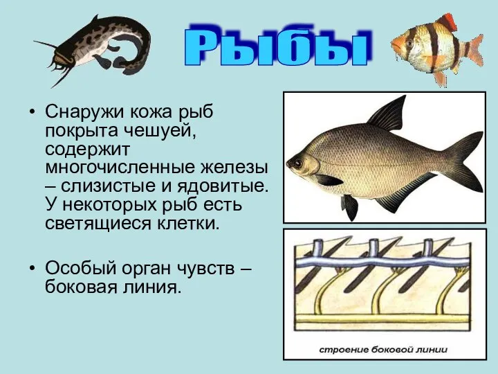 Снаружи кожа рыб покрыта чешуей, содержит многочисленные железы – слизистые и ядовитые.