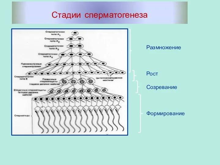 Стадии сперматогенеза Размножение Рост Созревание Формирование