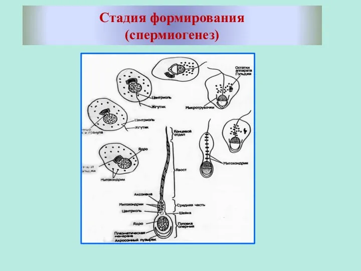 Стадия формирования (спермиогенез)