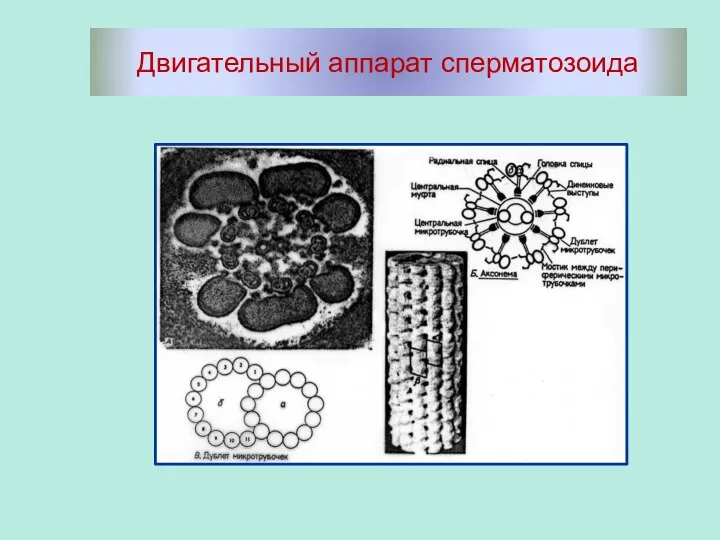 Двигательный аппарат сперматозоида