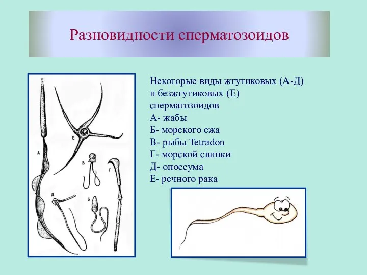 Разновидности сперматозоидов Некоторые виды жгутиковых (А-Д) и безжгутиковых (Е) сперматозоидов А- жабы