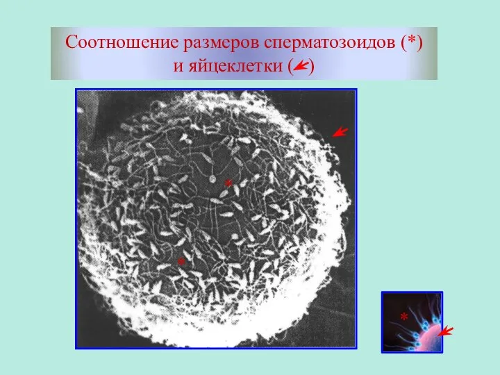 Соотношение размеров сперматозоидов (*) и яйцеклетки ( ) * * *