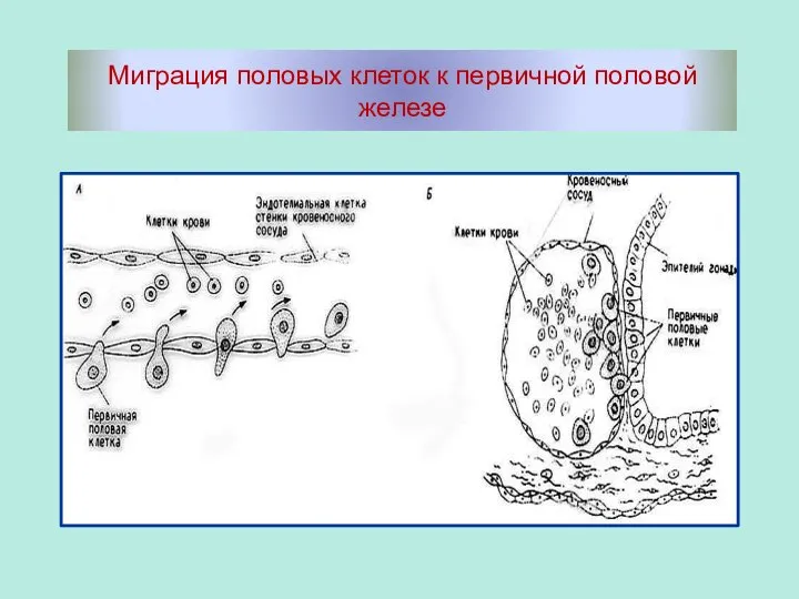 Миграция половых клеток к первичной половой железе