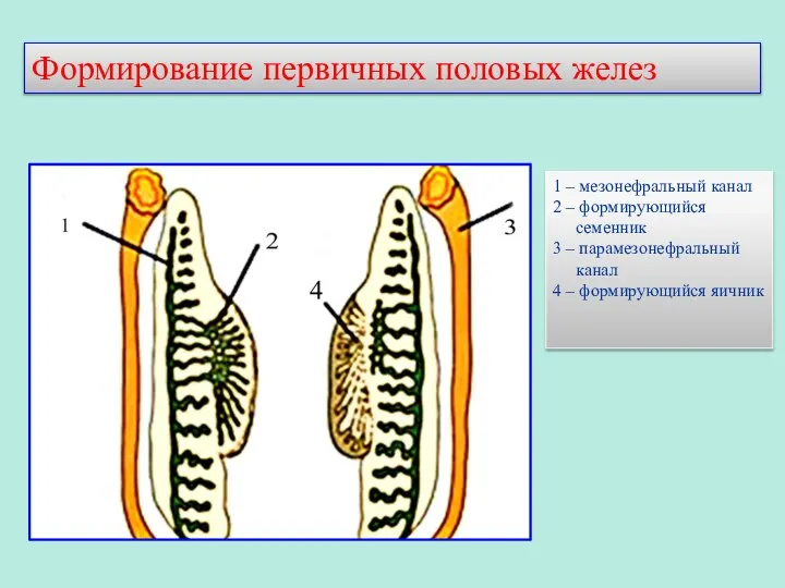 Формирование первичных половых желез 1 – мезонефральный канал 2 – формирующийся семенник