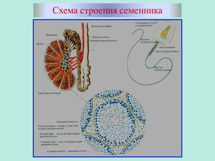 Схема строения семенника