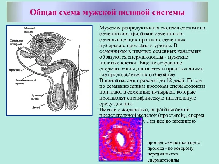 Общая схема мужской половой системы Мужская репродуктивная система состоит из семенников, придатков