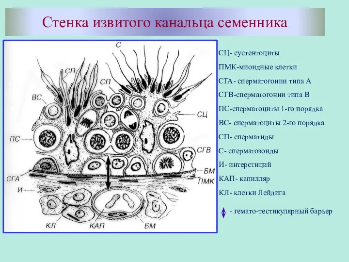 Стенка извитого канальца семенника СЦ- сустентоциты ПМК-миоидные клетки СГА- сперматогонии типа А