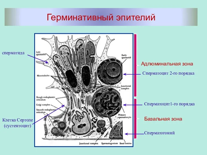 Герминативный эпителий Адлюминальная зона Базальная зона сперматида Клетка Сертоле (сустентоцит) Сперматоцит 2-го порядка Сперматоцит1-го порядка Сперматогоний